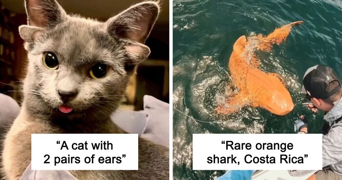 “1 In 2,000,000”: 46 Animals With Rare Genetic Mutations That Don’t Even Look Real (New Pics)