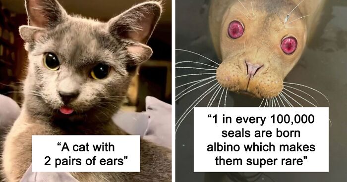 “1 In 2,000,000”: 46 Animals With Rare Genetic Mutations That Don’t Even Look Real (New Pics)