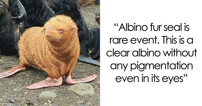 “1 In 2,000,000”: 46 Animals With Rare Genetic Mutations That Don’t Even Look Real (New Pics)