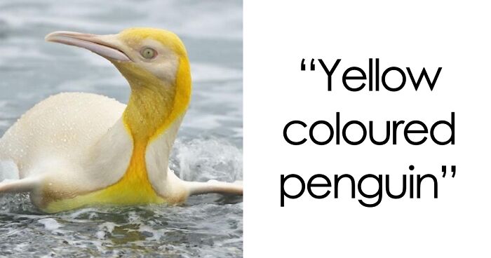 “1 In 2,000,000”: 46 Animals With Rare Genetic Mutations That Don’t Even Look Real (New Pics)