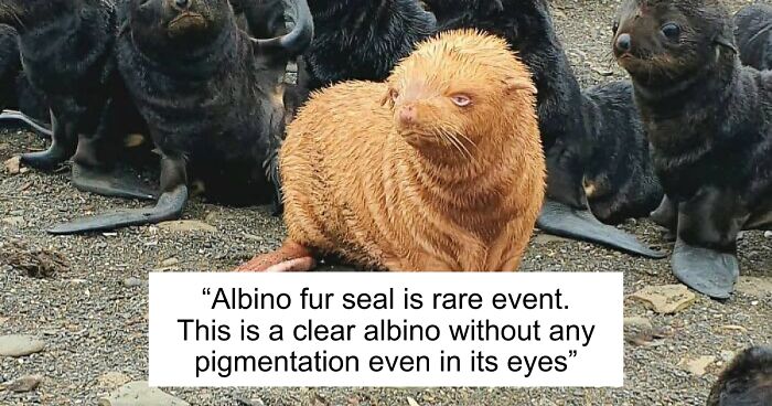 “1 In 2,000,000”: 46 Animals With Rare Genetic Mutations That Don’t Even Look Real (New Pics)
