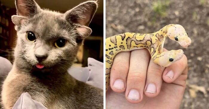 “1 In 2,000,000”: 46 Animals With Rare Genetic Mutations That Don’t Even Look Real (New Pics)