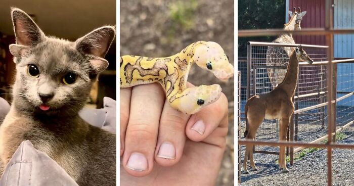 “1 In 2,000,000”: 46 Animals With Rare Genetic Mutations That Don’t Even Look Real (New Pics)