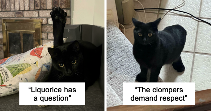 “1 In 2,000,000”: 46 Animals With Rare Genetic Mutations That Don’t Even Look Real (New Pics)