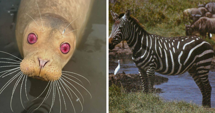 “1 In 2,000,000”: 46 Animals With Rare Genetic Mutations That Don’t Even Look Real (New Pics)