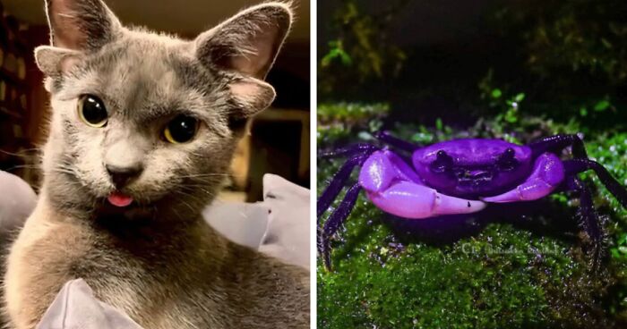 “1 In 2,000,000”: 46 Animals With Rare Genetic Mutations That Don’t Even Look Real (New Pics)