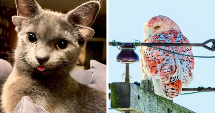 “1 In 2,000,000”: 46 Animals With Rare Genetic Mutations That Don’t Even Look Real (New Pics)