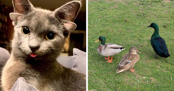 “1 In 2,000,000”: 46 Animals With Rare Genetic Mutations That Don’t Even Look Real (New Pics)