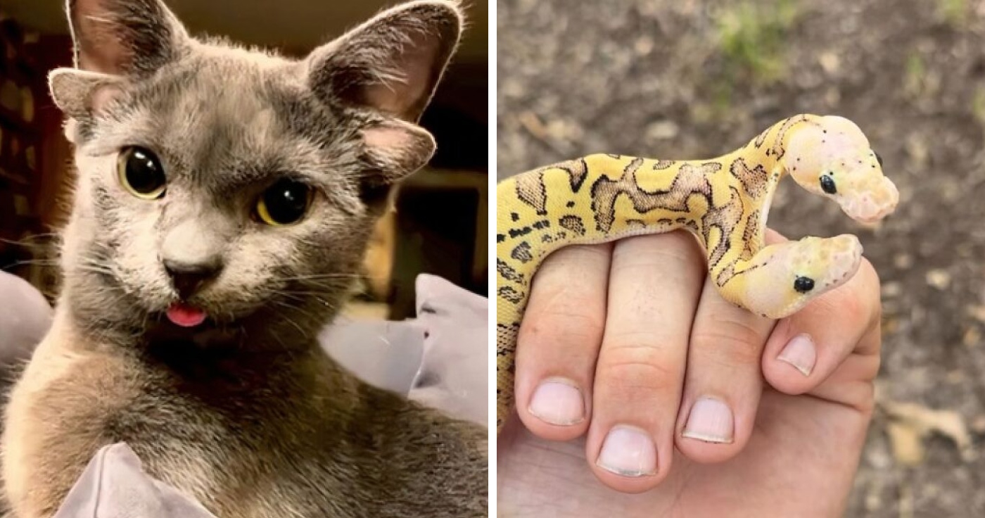 “1 In 2,000,000”: 46 Animals With Rare Genetic Mutations That Don’t Even Look Real (New Pics)