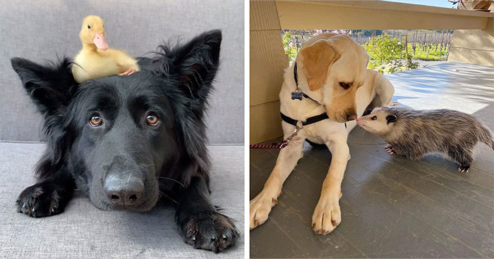 Unlikely Animal Friendships That Will Melt Your Heart (21 Pics)