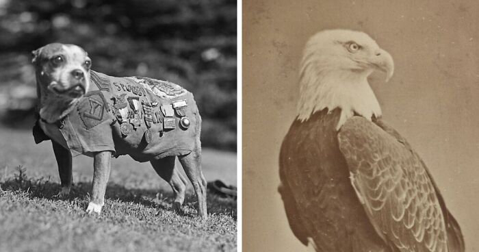 14 Photos Of Animals With Jobs From Times Gone By