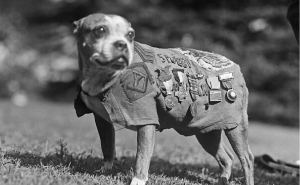 If You Love Animals, You Might Like These Stories About Working Pets (14 Vintage Pics)
