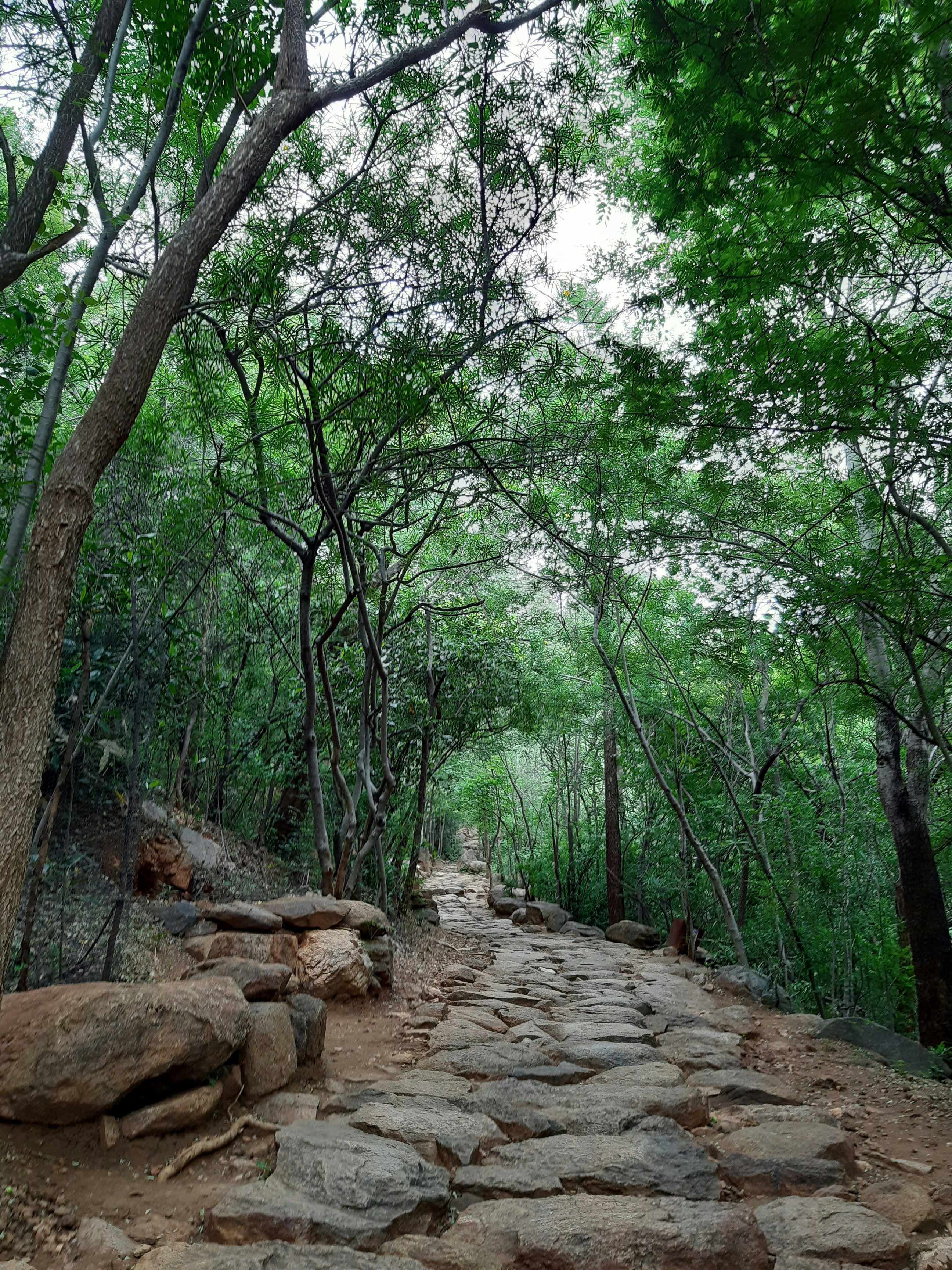 Stone pathway through a dense green forest, reflecting spiritual tourism and travel experiences in India.