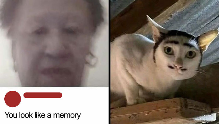 80 Weirdly Hilarious Images To Improve Your Feed As Well As Your Mood