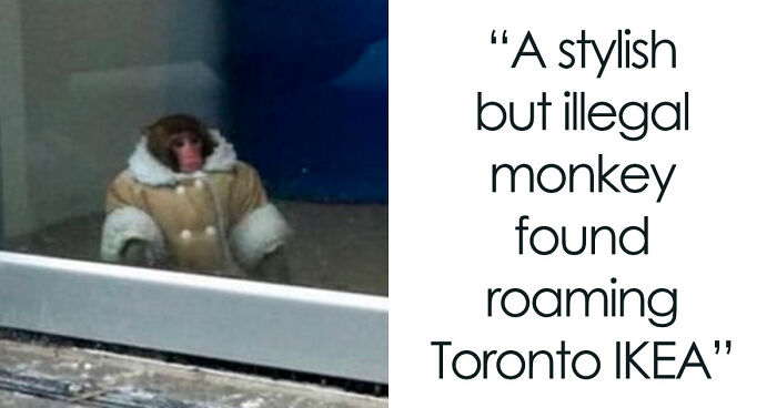 80 Weirdly Hilarious Images To Improve Your Feed As Well As Your Mood