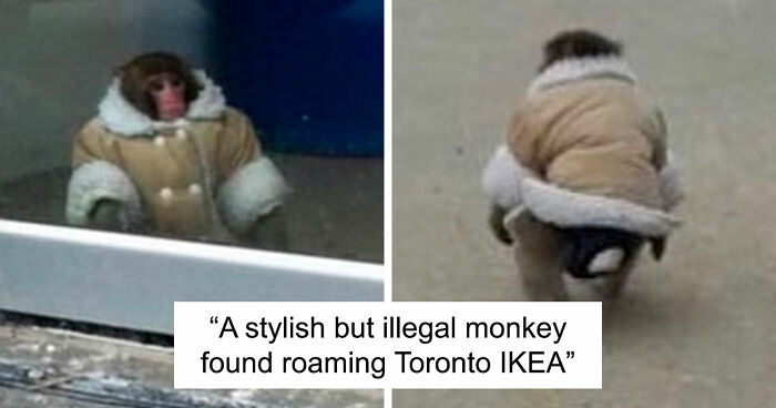 80 Weirdly Hilarious Images To Improve Your Feed As Well As Your Mood