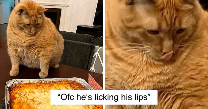 80 Weirdly Hilarious Images To Improve Your Feed As Well As Your Mood