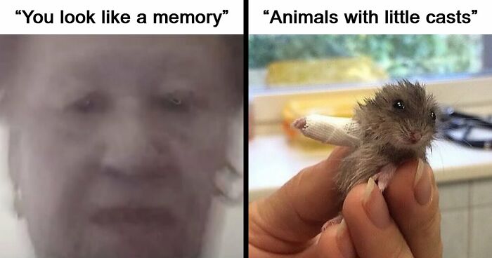 80 Weirdly Hilarious Images To Improve Your Feed As Well As Your Mood