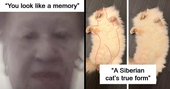 80 Weirdly Hilarious Images To Improve Your Feed As Well As Your Mood