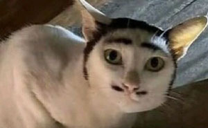 80 Weirdly Hilarious Images To Improve Your Feed As Well As Your Mood