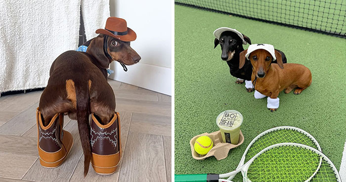 This Page Is Dedicated To Dachshunds, And These 90 Pics Show Why People Love Them