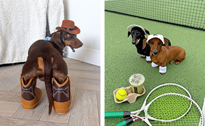 This Page Is Dedicated To Dachshunds, And These 90 Pics Show Why People Love Them