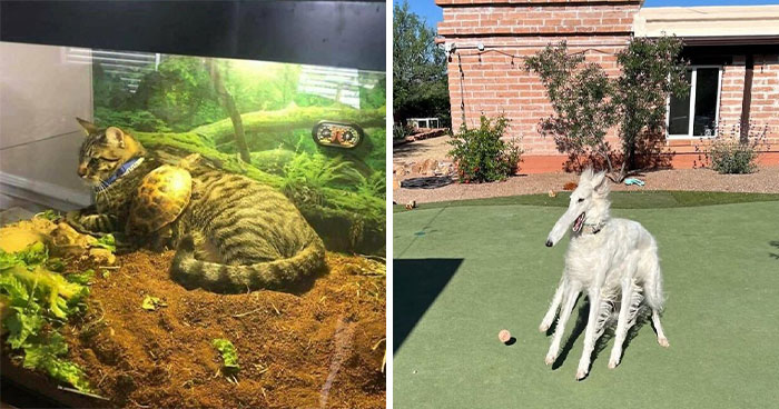 This Facebook Page Shares 60 Hilarious Animal Photos That Make Absolutely No Sense