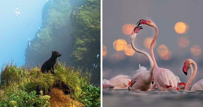 Inside The 2025 National Wildlife Photo Contest: Winning Images That Stunned Judges (22 Pics)