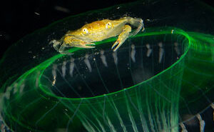 23 Wildlife Photos Shortlisted For The Natural History Museum People’s Choice Award