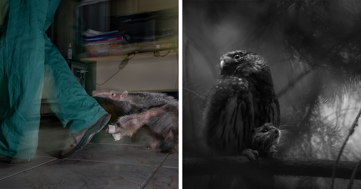 The Wildlife Photographer Of The Year 2025 Winners Are Equal Parts