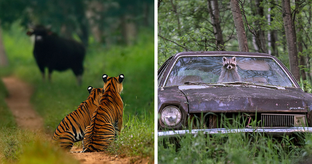50 Stunning Photos From The Wildlife Photographer Of The Year People’s Choice Award