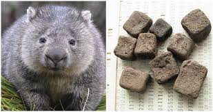 wombat-69899aa2a82aa.jpg