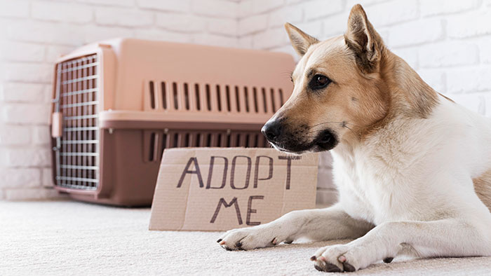 Dog lying beside a pet carrier with an adopt me sign, symbolizing connection and the tragic story behind the drawing.
