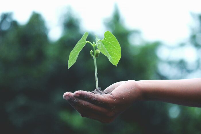 Hand holding a small green plant with soil, symbolizing growth and care for the Would You Still Do It Poll concept.