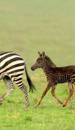 zebra-foal-spotted-with-dam-699f346831322.jpg