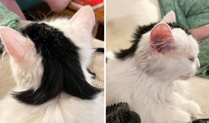 50 Cute Cat Photos To Help You De-Stress, As Shared By The “Cute Animal Photos To De-Stress” Page