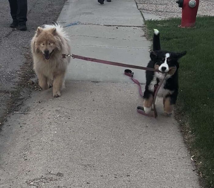 A Puppy And Her Blind Dog Friend Are Melting Hearts With Their Beautiful Daily Walks