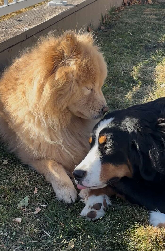 A Puppy And Her Blind Dog Friend Are Melting Hearts With Their Beautiful Daily Walks