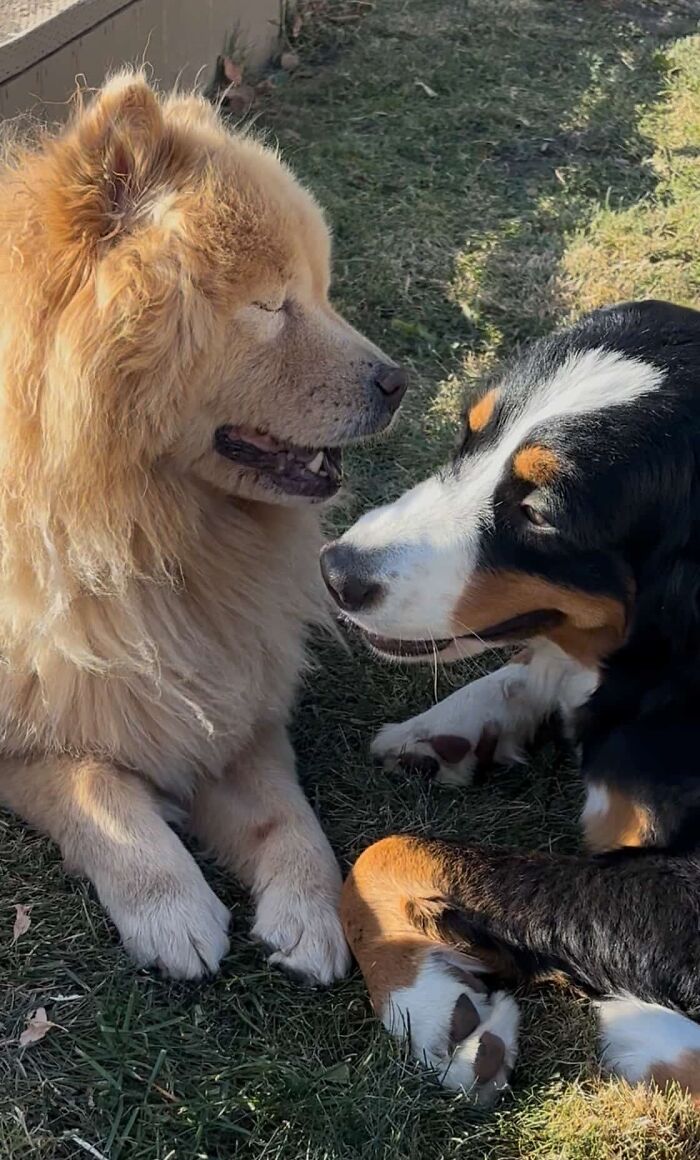 A Puppy And Her Blind Dog Friend Are Melting Hearts With Their Beautiful Daily Walks