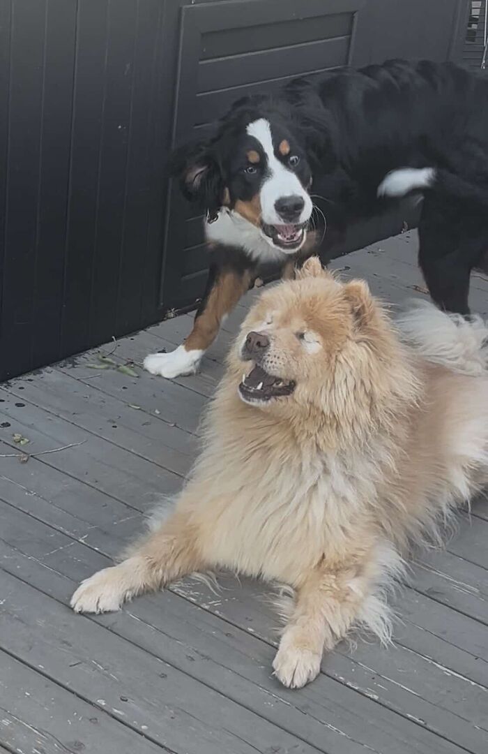 A Puppy And Her Blind Dog Friend Are Melting Hearts With Their Beautiful Daily Walks