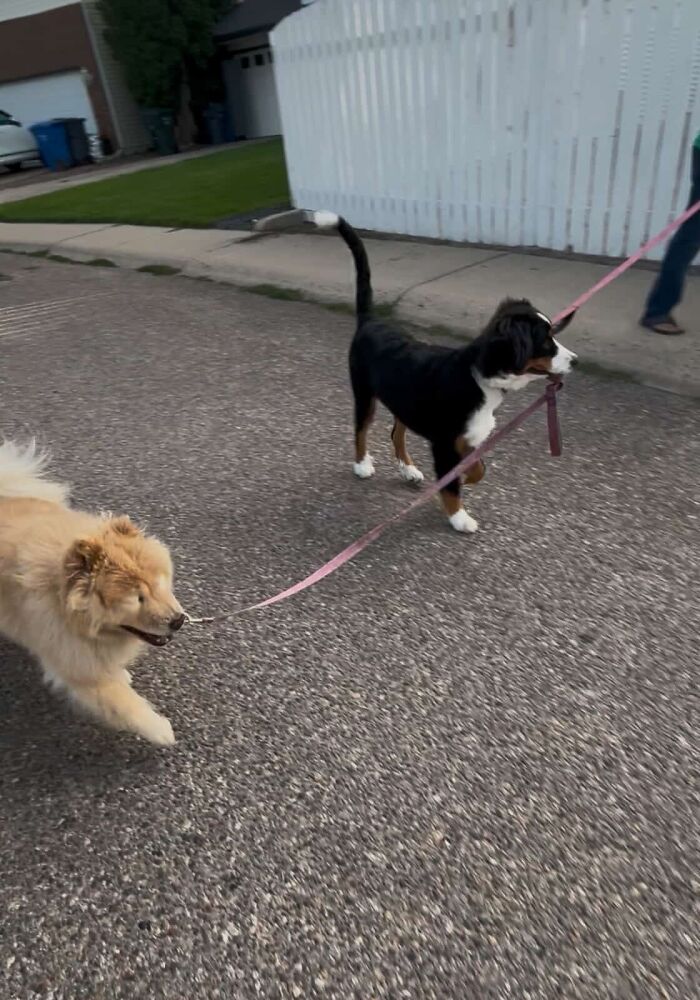 A Puppy And Her Blind Dog Friend Are Melting Hearts With Their Beautiful Daily Walks