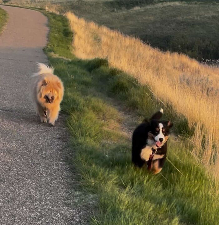 A Puppy And Her Blind Dog Friend Are Melting Hearts With Their Beautiful Daily Walks