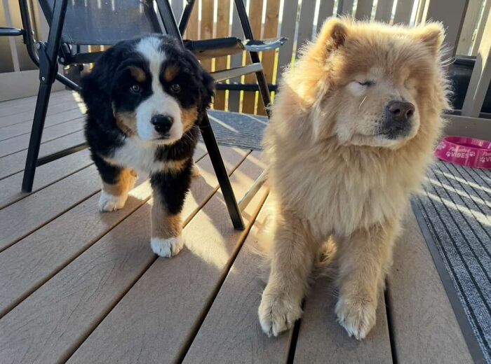 A Puppy And Her Blind Dog Friend Are Melting Hearts With Their Beautiful Daily Walks