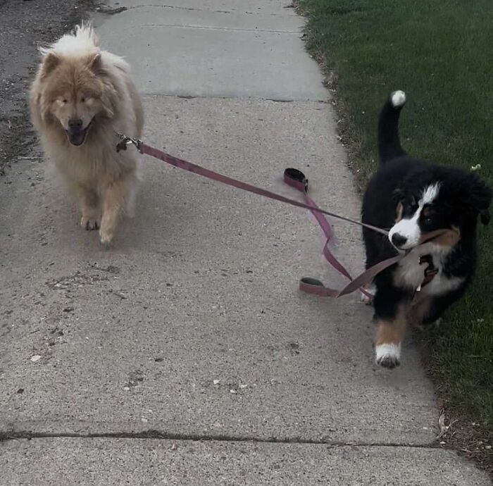 A Puppy And Her Blind Dog Friend Are Melting Hearts With Their Beautiful Daily Walks
