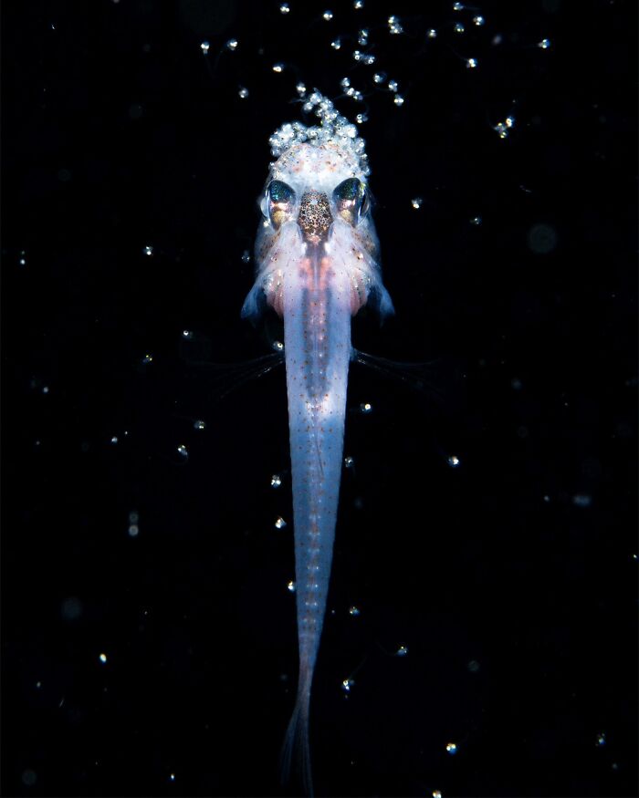 Finalist Conservation (Hope) Photographer Of The Year 2025 - Sho Otani