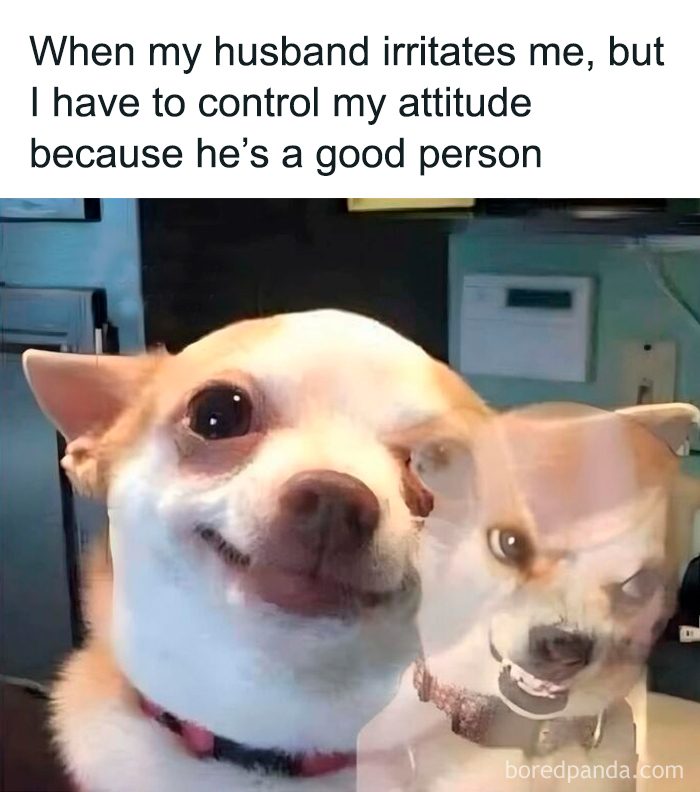 Two images of a chihuahua showing contrasting calm and angry expressions, capturing funny parenting meme emotions.