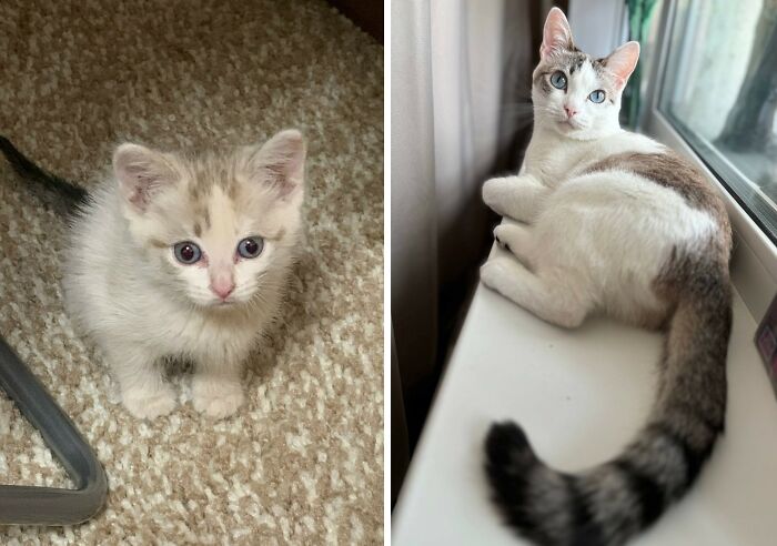 30 Adorable “Then And Now” Cat Photos That Show Just How Fast Our Little Furballs Grow Up