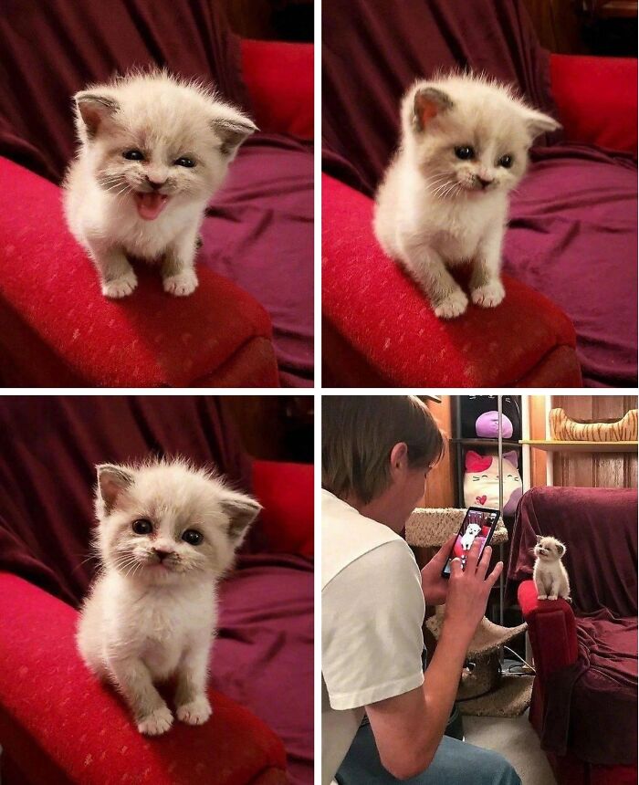 50 Cute Cat Photos To Help You De-Stress, As Shared By The “Cute Animal Photos To De-Stress” Page