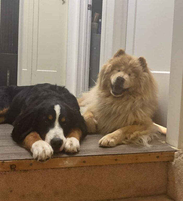 A Puppy And Her Blind Dog Friend Are Melting Hearts With Their Beautiful Daily Walks