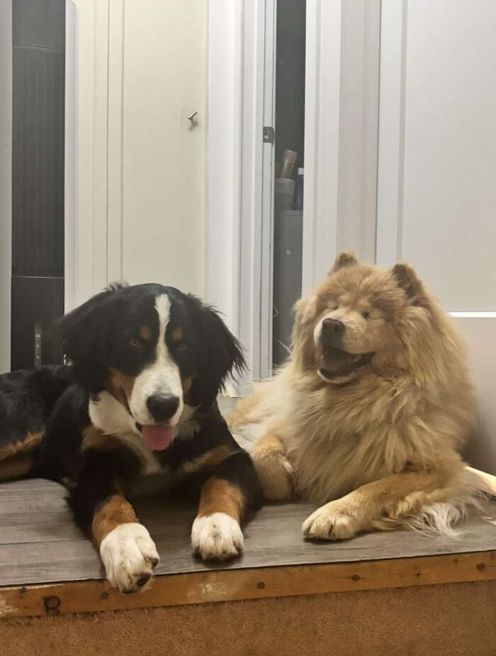 A Puppy And Her Blind Dog Friend Are Melting Hearts With Their Beautiful Daily Walks